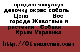 продаю чихуахуа девочку,окрас соболь › Цена ­ 25 000 - Все города Животные и растения » Собаки   . Крым,Украинка